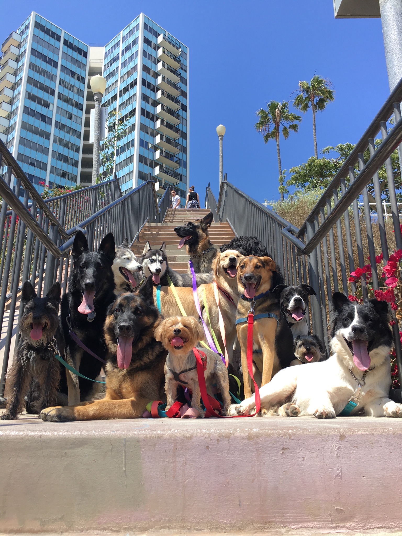 SHPONGLE AND HIS DOG FAMILY 1